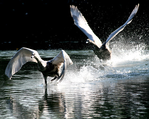 uk england nature water birds outdoors droplets drops wildlife footprints wells somerset spray swans splash noise waterfowl moat sprint airborne takeoff lamborghini wingspan cygnets gettyimages cygnusolor natureoutpost