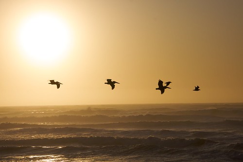 ocean sunset beach birds seagull pelican