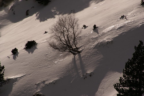 snow sony nieve árbol soledad arbre neu pirineo febrer pirineu ripollès solitud vallter sal18250