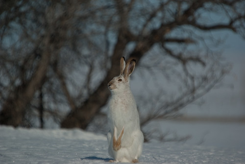winter canada rabbit geotagged march pentax wildlife saskatchewan woodrow jackrabbit k10d pentaxk10d wildobs gmpentaxfan