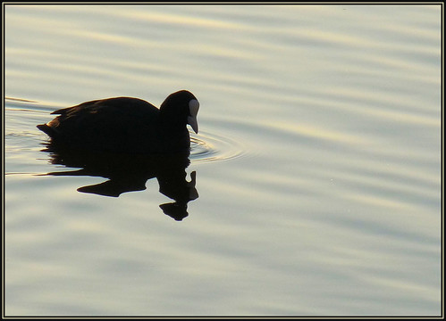 lake reflections see duck phantom ente humility demut panasoniclumixdmcfz28