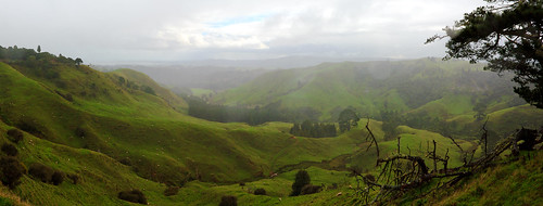 newzealand green sheep hills waikato otorohanga hikurangi terauamoa