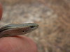 <a href="http://www.flickr.com/photos/taurielloanimaliorchidee/4160475578/">Photo of Chalcides chalcides by Matteo Paolo Tauriello</a>