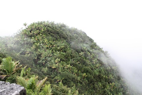 tower rain forest puerto mt view puertorico el hike rico tropical britton mountaintop yunque