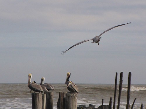 ocean wood travel blue sky usa galveston bird beach gulfofmexico nature water clouds canon landscapes daylight scenery waves texas gulf view state wildlife south peaceful pelican powershot daytime tranquil gulfcoast texascoast sx10is waltphotos