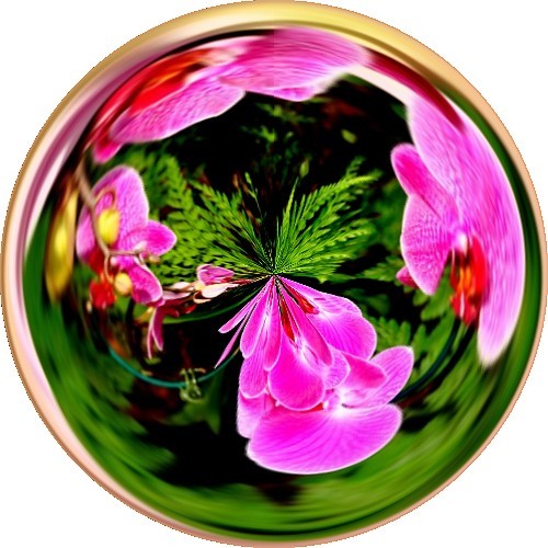 pink flowers nikon pennsylvania amazingcircles pa schwenksville d90 dumpr dcsaint nikond90 ottsflowercenter