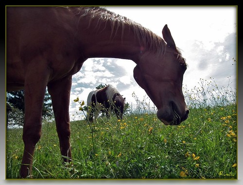 sky horse clouds schweiz meadow wiese himmel wolken pony backlit pferd gegenlicht stüsslingen ruschie