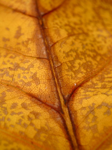 autumn macro nature leaves yellow forest michigan kalamazoo knc kalamazoonaturecenter michiganlowerpeninsula