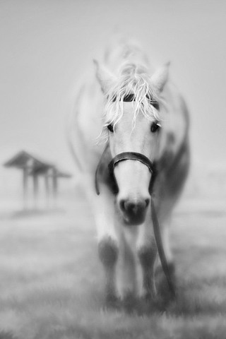 White Horse iPhone wallpaper | Flickr - Photo Sharing!