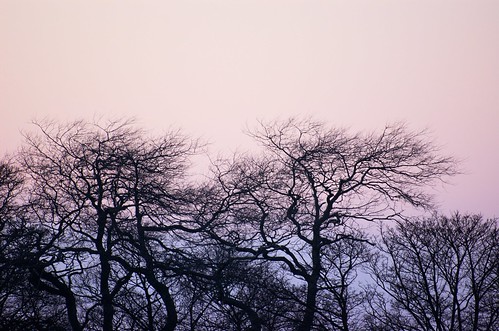 pink trees sunset silhouette branches