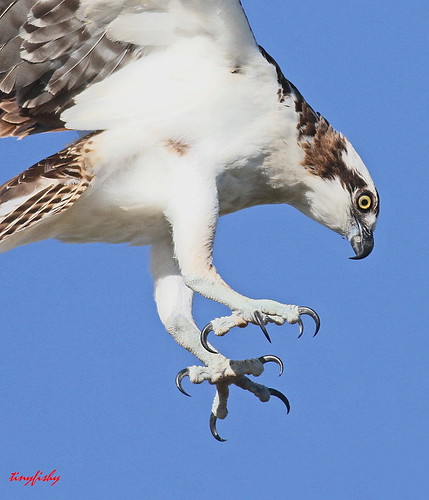 california bird mexico flying inflight talon baja osprey talons