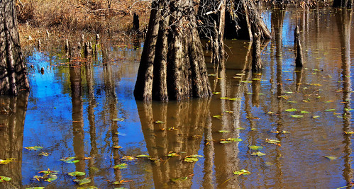 tree mississippi swamp cypress pearlriver d90