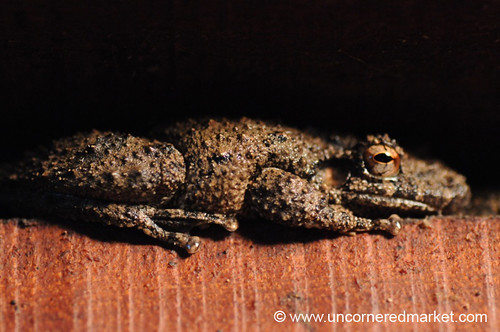 macro reptile concepcion frog paraguay rana dpn elroble