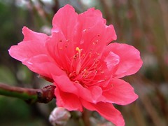 ROSACEAE 薔薇科 - Peach Flowers (Prunus persica) 桃
