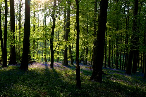 flowers trees sun tree bluebells spring treetrunk forestfloor forestofdean