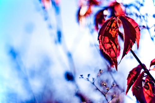 blue autumn red sunlight nature germany 50mm afternoon dof bokeh frankfurt tones f17 niftyfifty wintergreets