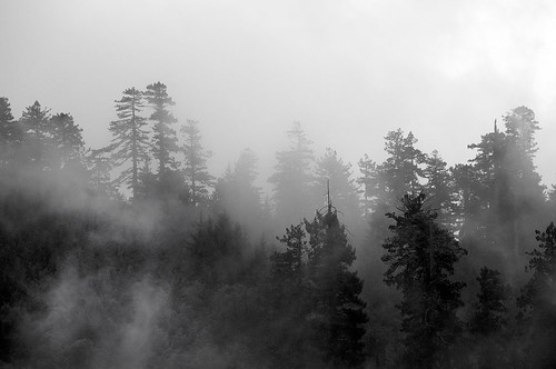 california redwoodnationalpark roadtrip2009