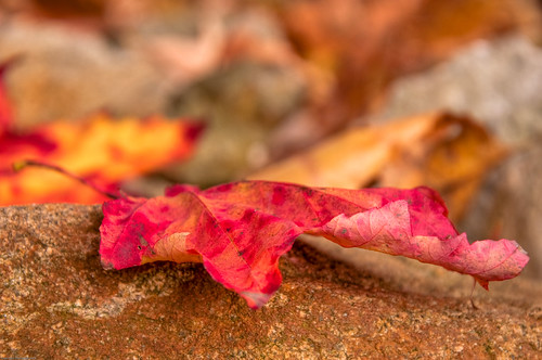 fall leaf nikon farm maine foliage turner d90 nezinscot 18105mm colorphotoaward nezinscotfarm