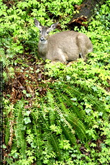 seen during lunch   deer in the backyard 
