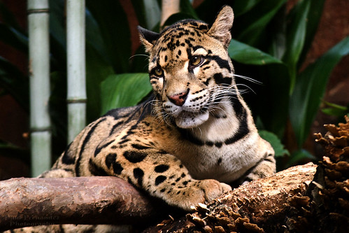 cats leopard felines zooatlanta cloudedleopard