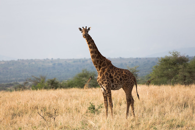 A Tanzanian Giraffe