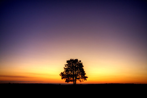 arizona tree colors silhouette sunrise flagstaff predawn mormonlake