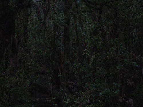 chile wood patagonia rainforest selva bosque sur araucanía