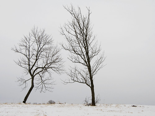 trees winter snow nature canon landscape newjersey nj tokina 1224mm 400d natirar