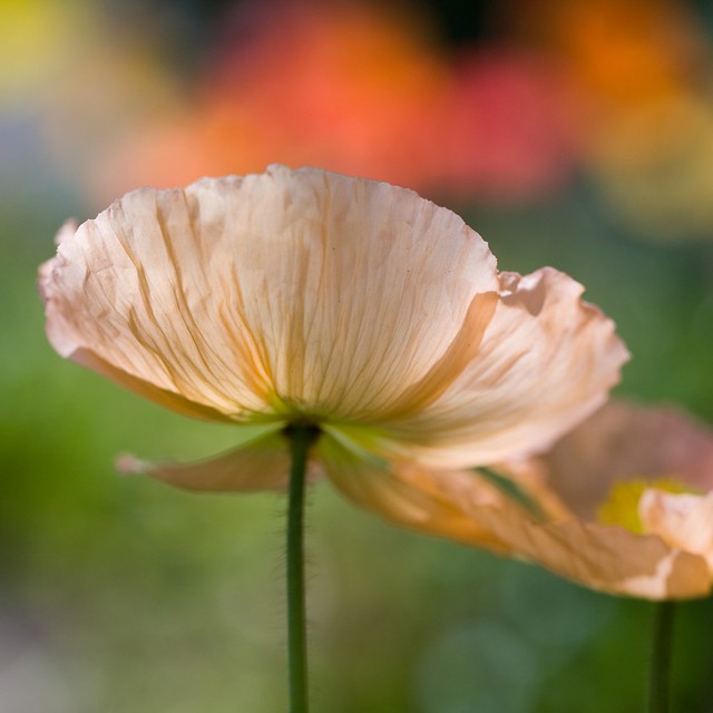 Paper poppy