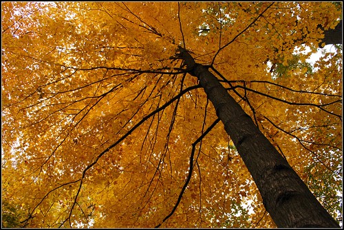 autumn ontario canada fall leaves londonontario