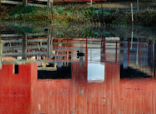 reflection water barn swimming duck pond indiana duckpond lawrencecounty absoluterouge dschx1