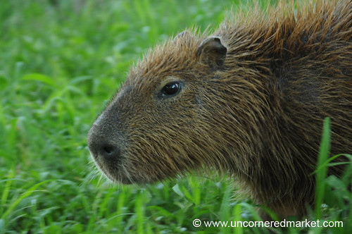 animals concepcion paraguay capybara aes waterpig elroble sethead
