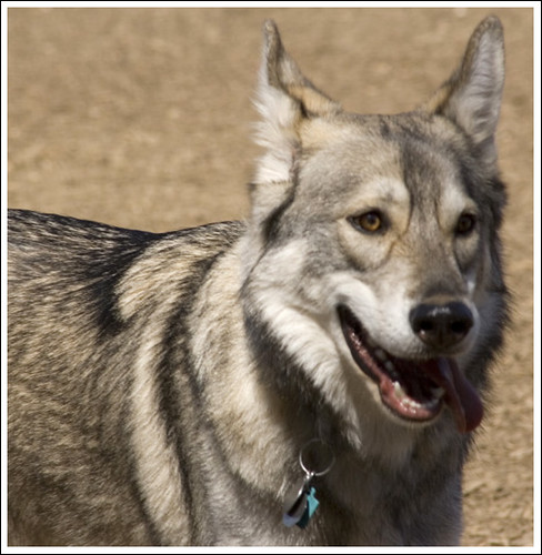 Wolf Hybrid | Flickr - Photo Sharing!