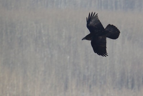 flight raven efs55250mmf456is