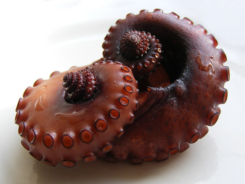 octopus tentakels