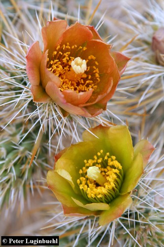 california desert wildflowers anzaborrego borregosprings