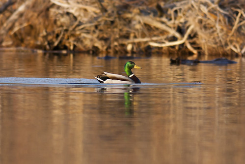 sunset lake duck mallard