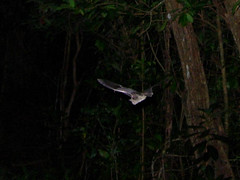 Schwartz's myotis  (Myotis martiniquensis), Presqu Ile La Caravelle, Martinique, 2005-12-23 (5 of 5).jpg