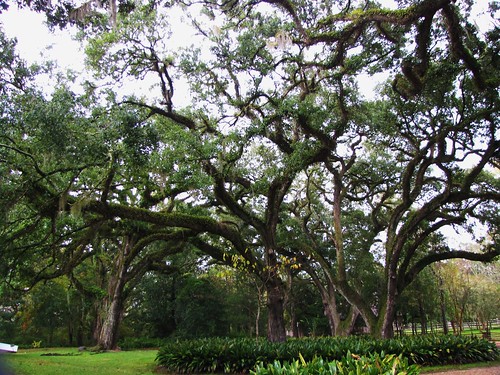 statepark park old travel trees usa green nature canon landscapes moss louisiana scenery view state south country peaceful powershot historic spanishmoss daytime tranquil oakleyplantation sx10is waltphotos
