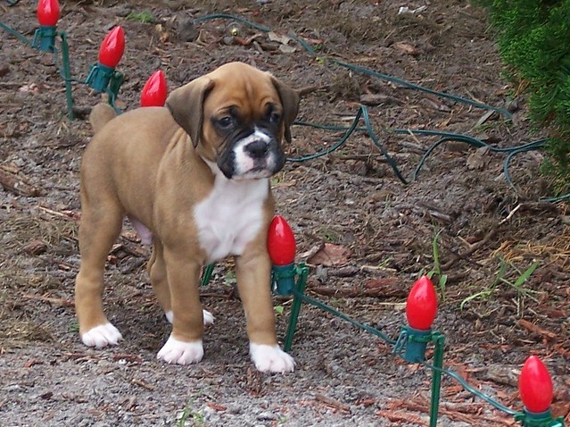 fawn boxer puppies fawn boxer puppy flickr photo fawn boxer puppies fawn boxer puppy flickr photo