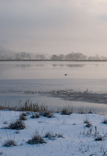 england mist lake snow fog freezingfog alone gull lakedistrict cumbria lonely blackheadedgull bassenthwaitelake d80 nikkor70300mmvr visipix