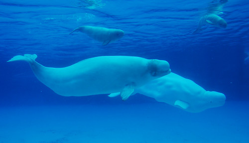 niagarafalls underwater whales belugawhales 93793499n00 marinelane summervacation2009