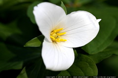 trillium flower 
