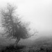 Foggy winter tree