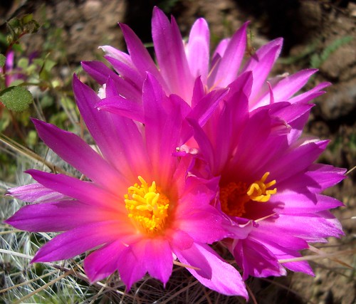 pink cactus flower succulent spring explore bloom boycethompsonarboretum bta phototour remindsmeofasong calendarcontender