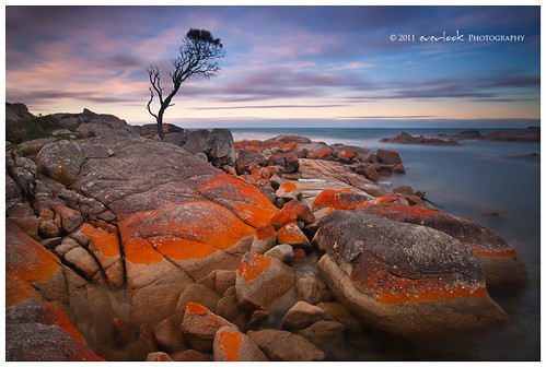 ocean sunset sea seascape tree beach rock landscape photography long exposure dusk australia tasmania lichen dee tassie waterscape bayoffires everlook binalongbay nd1000