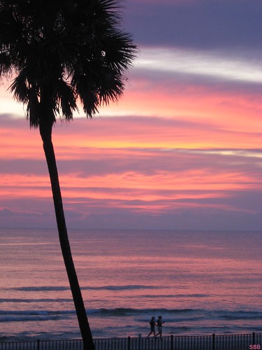 ocean pink trees vacation sky beach water colors sunrise dawn waves purple florida palm shore palmtree
