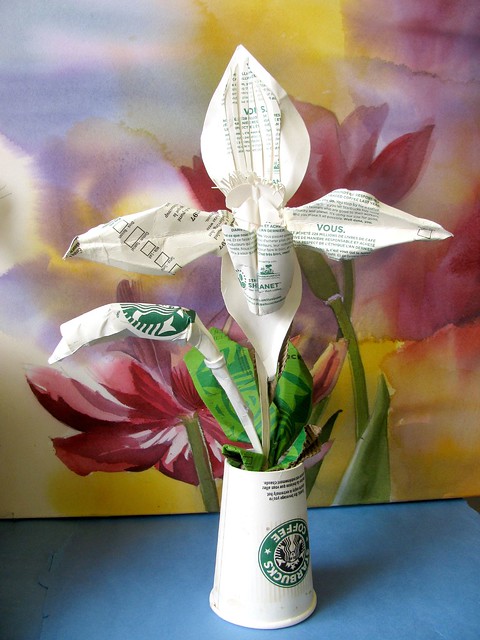 Starbucks ladyslipper orchid