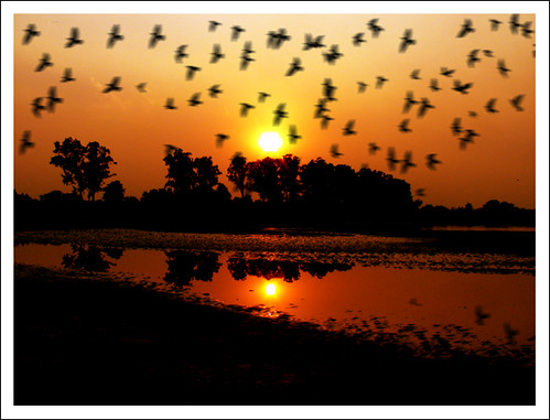 sunset red orange sun india white black reflection bird nature water birds yellow john river photography photo song imagine pal lennon devendra theunforgettablepictures thesuperbmasterpiece natureselegantshots