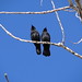 two crows in pecan tree